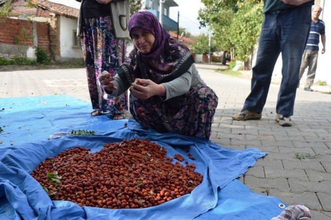 Çavuşköy’de Hünnap Hasadı