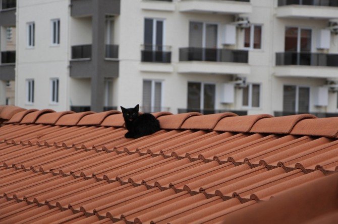 Bursa’da Kedi Kurtarma Operasyonu