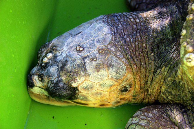 Caretta Caretta İçin Akut Ekipleri Seferber Oldu