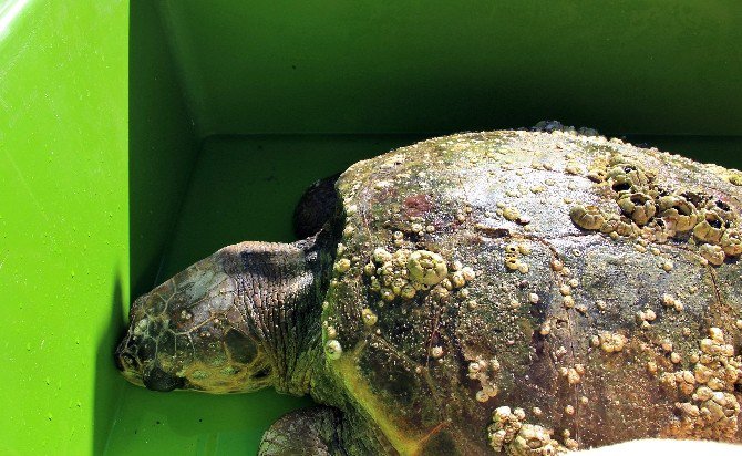 Caretta Caretta İçin Akut Ekipleri Seferber Oldu