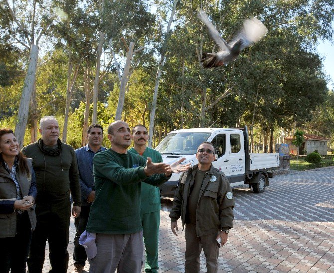 Kaçak Avcıların Vahşetinden Kurtarılan Kuşlar Tedavi Edilip, Doğaya Salındı