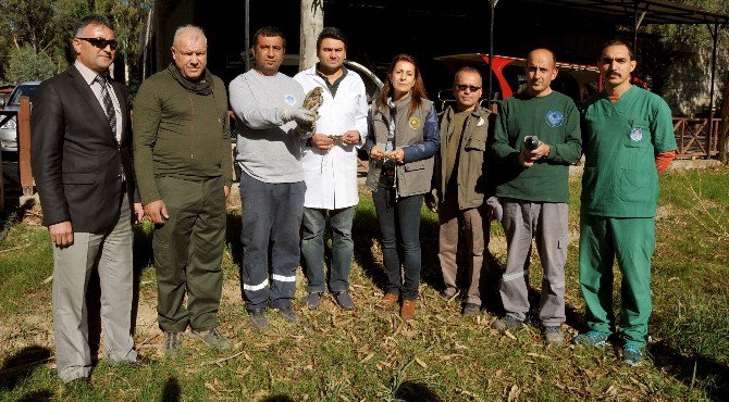 Kaçak Avcıların Vahşetinden Kurtarılan Kuşlar Tedavi Edilip, Doğaya Salındı