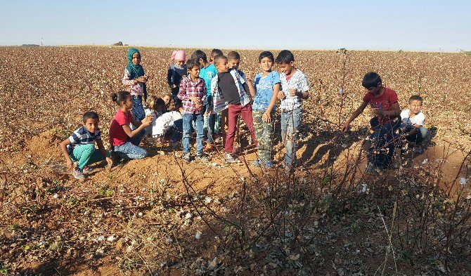 Harran Belediyesinin Tohum’u Meyve Vermeye Başladı