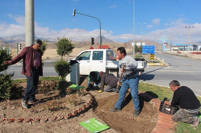 Develi Belediyesi 55 Bin Adet Lale Ekimi Yapacak