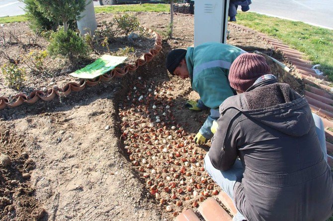 Develi Belediyesi 55 Bin Adet Lale Ekimi Yapacak