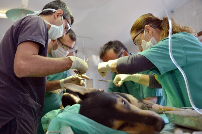 Ölmek Üzere Olan Sokak Köpeği Hayata Döndürüldü