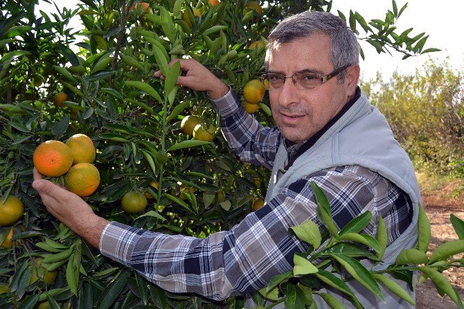 Ukrayna’dan İade Edilen Narenciyede Yeni Zararlı Şüphesi