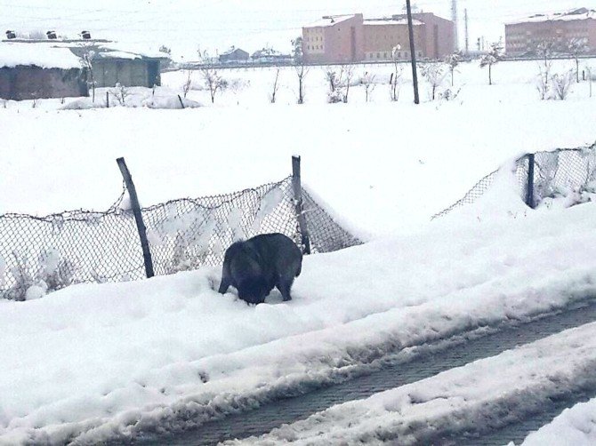 Ağrı’da Dondurucu Soğuklar