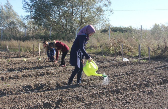 Bafra’ya Tıbbi Bitkiler Parkı