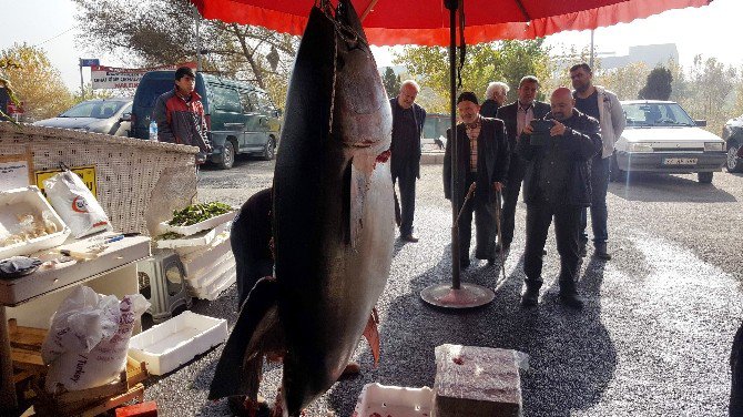 200 Kiloluk Orkinos Kilosu 20 Liradan Satışa Sunuldu