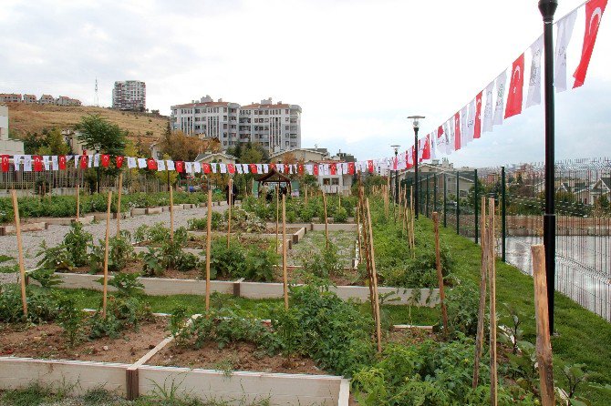 Çankaya’dan Sebze Üretimi Eğitimi