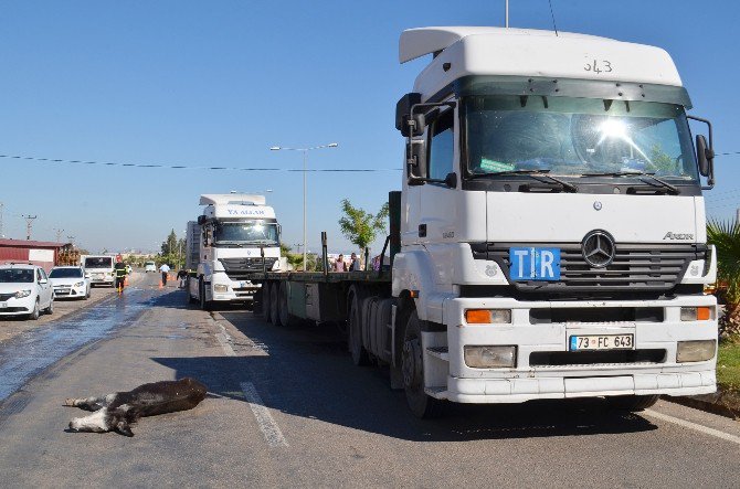 Eşek Zincirleme Kazaya Neden Oldu: 1 Yaralı