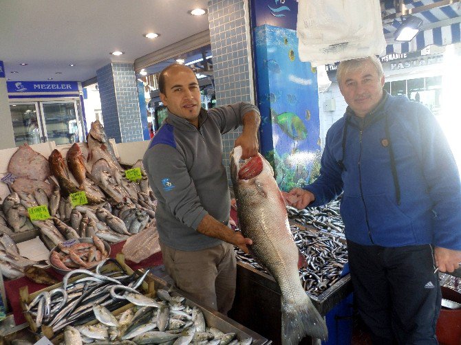 Mudanya’da Balık Bereketi