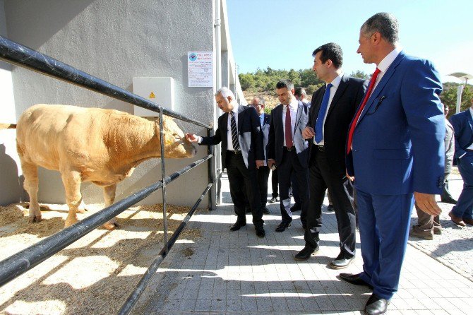 Kuşadası’nda Düzenlenen Anadolu Expo 3. Canlı Hayvan Fuarı Açıldı