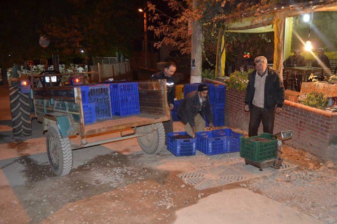 Zeytin Üreticisi De, Tüccarı Da Mutsuz