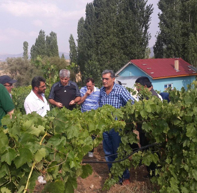 Torku Meyve Suyu, Sirke Ve Pekmek Üretim Tesisi Üretime Başladı