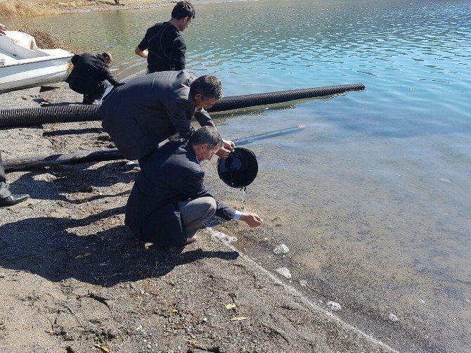 Aygır Gölüne 50 Bin Sazan Yavrusu Bırakıldı