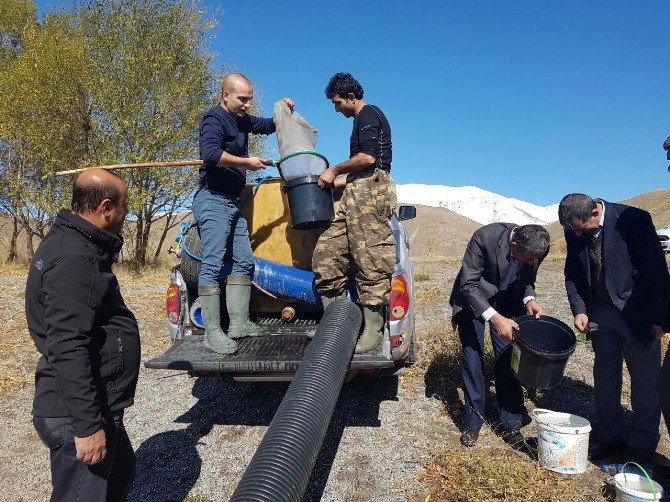 Aygır Gölüne 50 Bin Sazan Yavrusu Bırakıldı