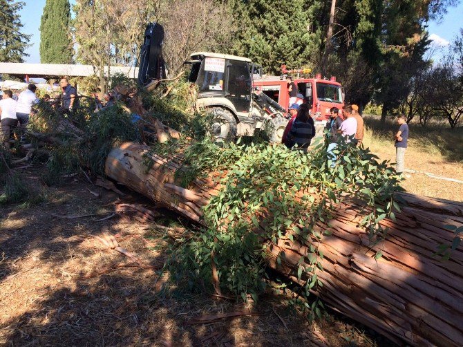 Ağacın Altında Kaldı, Hayatını Kaybetti