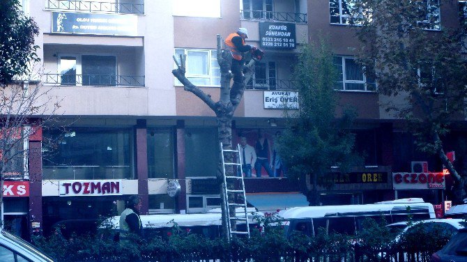 Bilecik Belediyesi Ağaçları Buduyor