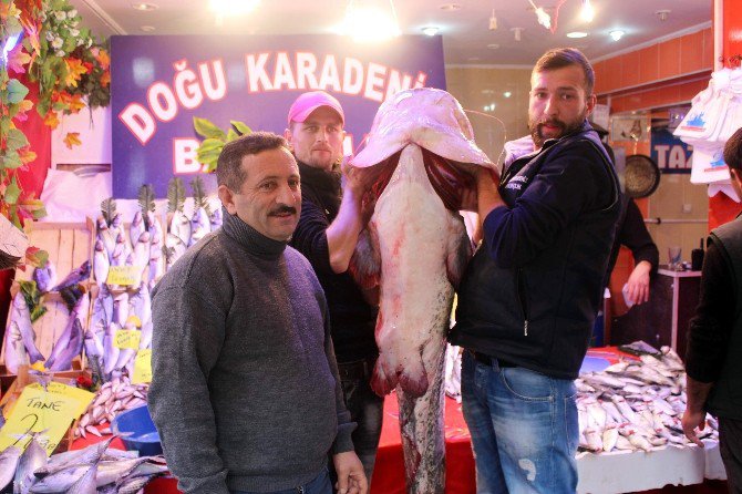 Porsuk Barajı’ndan Çıkan 78 Kiloluk Yayın Balığı Görenleri Şaşırttı