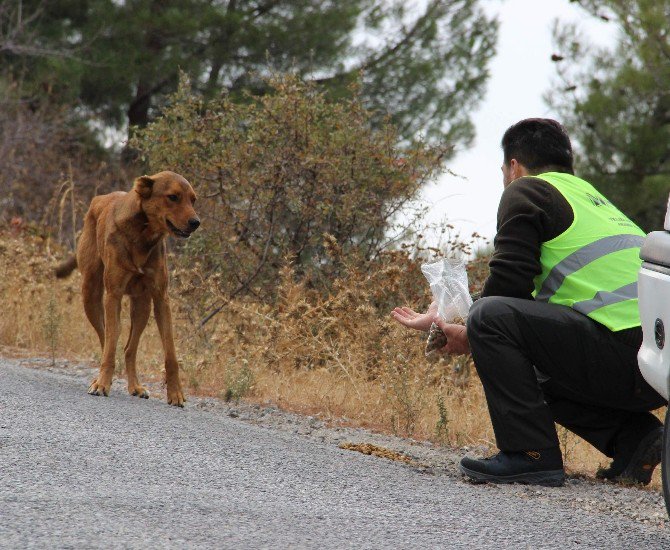 Amatör Telsizcilerden Sokak Hayvanlarına Mama Desteği