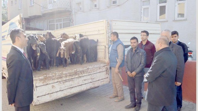 7 Kişiye 280 Adet Küçükbaş Hayvan Dağıtıldı