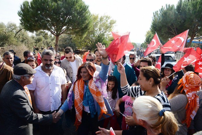 Aydın’da Sezonun Son Boğa Güreşleri Büyük İlgi Gördü