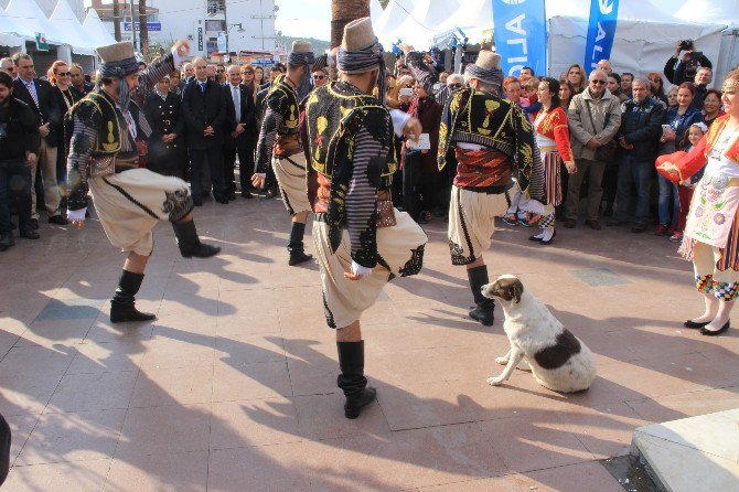 Ayvalık’ta Sokak Hayvanlarına Gösterilen Hoşgörü Dikkat Çekiyor