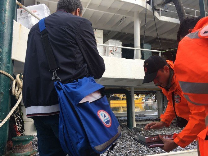 Yasal Boydan Küçük Balık Avlayan Teknelere Ceza Yağdı