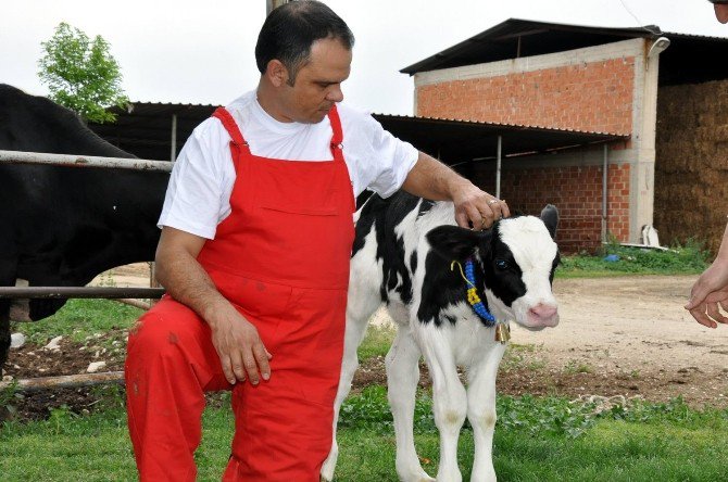 Birlik Başkanı Tunca’dan Buzağı Desteği Açıklaması