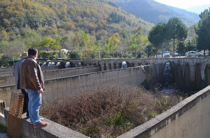 Milyonlarca Balık Üretimi Yapılan Havuzlarda Artık Ot Yetişiyor