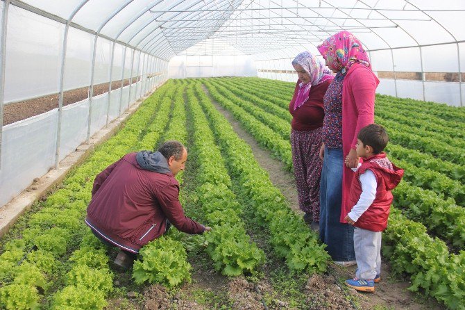 Sera Kuran Genç Çiftçiler Kışlık Sebze Üretimine Başladı