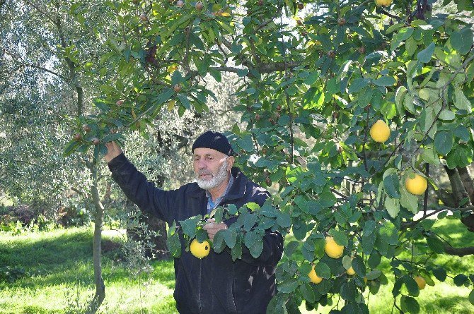 Bir Ağaçta İki Meyve