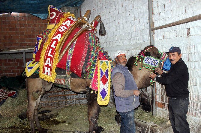 Develer Güreşlere Hazırlandı