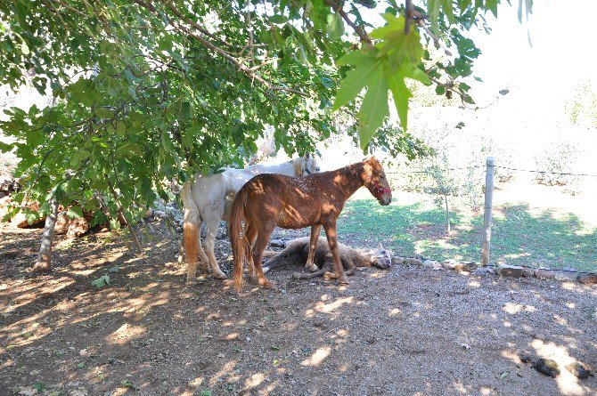 Anne At Yararlanan Yavrusunun Başında Bekledi