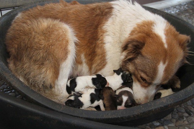 Kanaldan Kurtarılan Anne Köpek Ve Yavruları Emin Ellerde