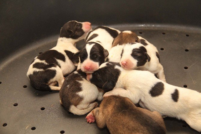 Kanaldan Kurtarılan Anne Köpek Ve Yavruları Emin Ellerde