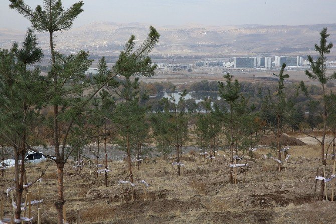 Büyükşehir Belediyesi Keykubat Parkı Çalışmalarına Başladı