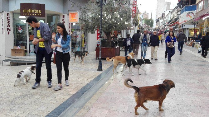 Aydın’da Sokak Köpekleri Korkutmaya Başladı