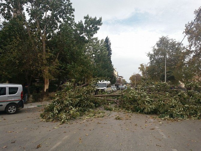 Bursa’da Fırtına Ağaçları Devirdi, Araçlar Zarar Gördü