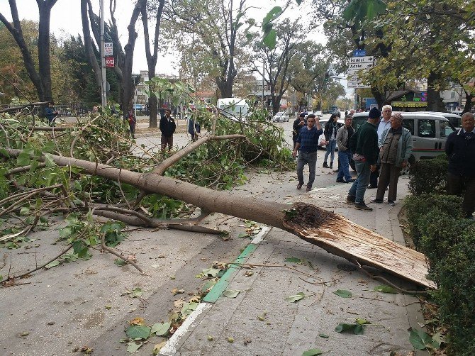 Bursa’da Fırtına Ağaçları Devirdi, Araçlar Zarar Gördü