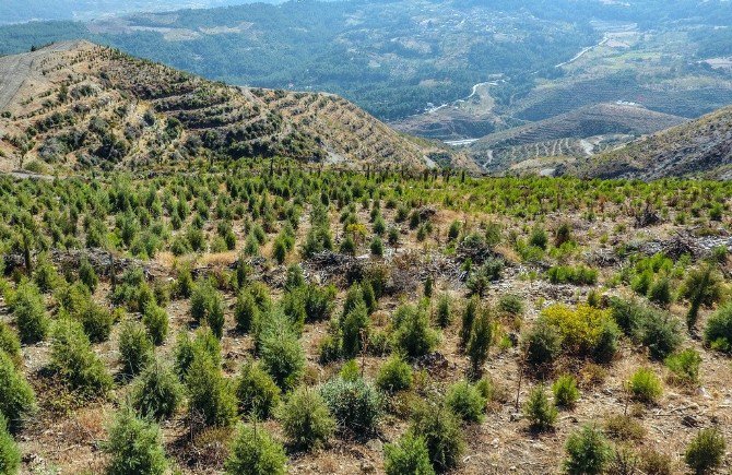 Sabuncubeli Ormanları Küllerinden Yeniden Doğuyor