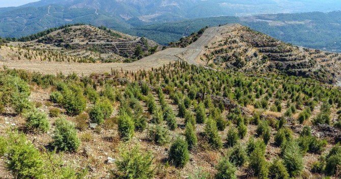 Sabuncubeli Ormanları Küllerinden Yeniden Doğuyor