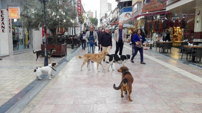 Aydın’da Sokak Köpekleri Korkutmaya Başladı
