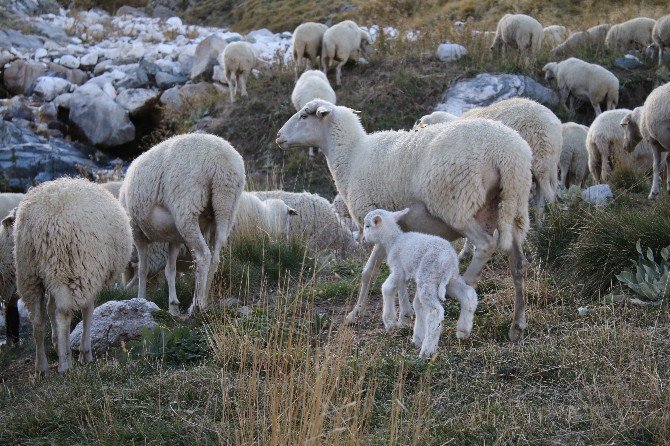 Marmara’da Kuduz Vak’aları Arttı