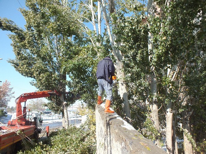 Kavak Ağaçları İlçeyi Elektriksiz Bıraktı