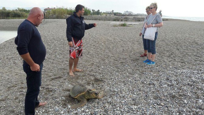 Manavgat’ta Caretta Caretta Seferberliği