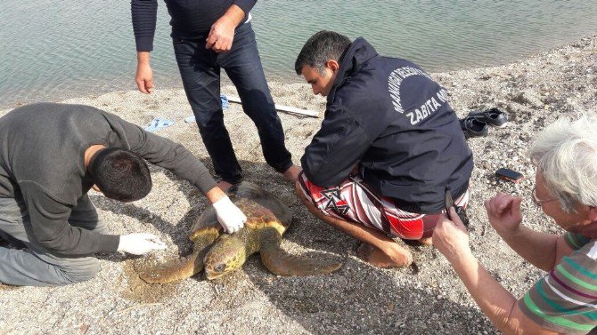 Manavgat’ta Caretta Caretta Seferberliği