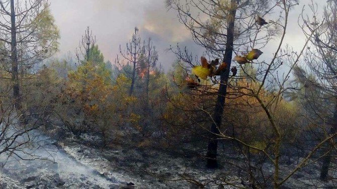 Balıkesir’de Orman Yangını